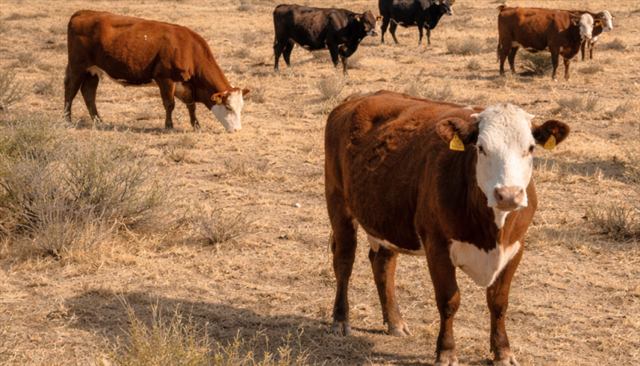 Vet Market — An app evaluates cattle body condition from a single photo